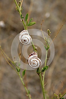 Snails on leaf