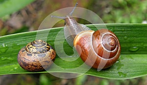 Snails on a leaf