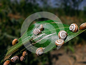 Snails on a Leaf