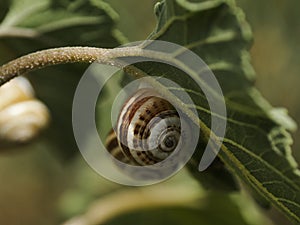 Snails on a leaf