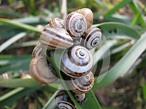 Snails on a Leaf