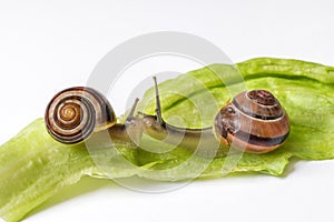 Snails with leaf of cabbage isolated on white