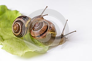 Snails with leaf of cabbage isolated on white
