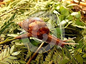 Snails or Lissachatina fulica land snails of the Achatinidae tribe.  Originates from East Africa