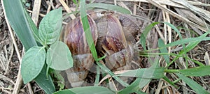 Snails or Lissachatina fulica are land snails, also known as poison snails that are breeding