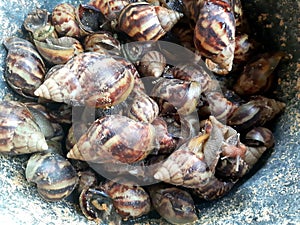 Snails or Lissachatina fulica are land snails, shelled, slimy and have antennae