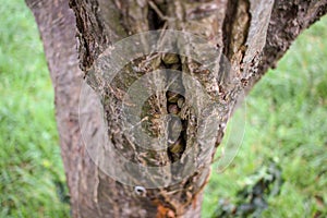 snails living inside an apple tree