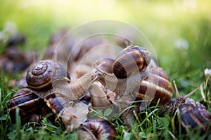 Snails