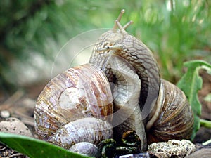 Snails love