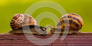 Snails LOVE story. Kiss.