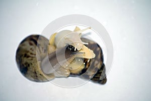 Snails love with white isolate