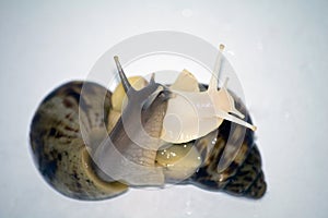Snails love with white isolate