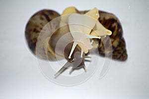 Snails love with white isolate