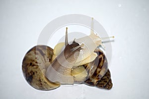 Snails love with white isolate
