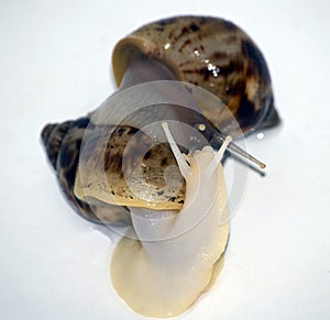 Snails love with white isolate