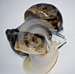 Snails love with white isolate