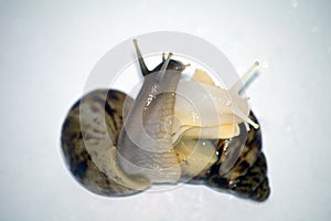 Snails love with white isolate