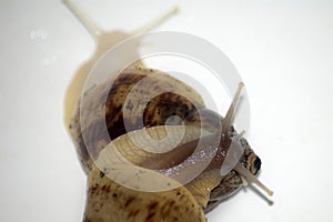 Snails love with white isolate