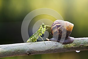 Snails, mantises, snails and mantises in branches