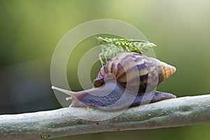 Snails, mantises, snails and mantises in branches