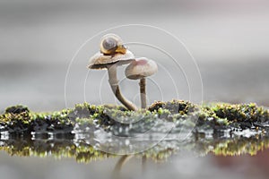 Snails, mantises, snails and mantises in branches