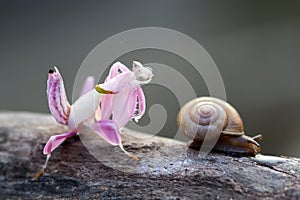 Snails, mantises, snails and mantises in branches photo