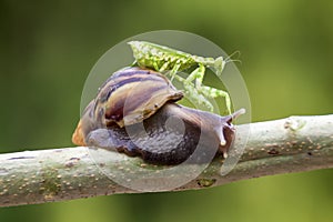 Snails, mantises, snails and mantises in branches photo