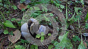 Snails Mating