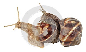 Snails Mating