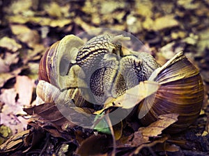 Snails Mating
