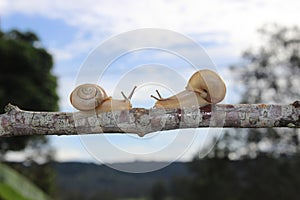 Snails Meeting in the Middle of a Branch