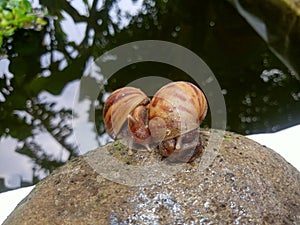 Snails mollusca on the rock animal