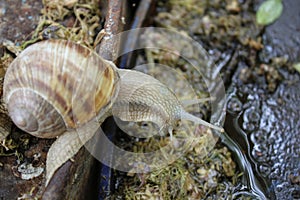 Snails after morning rain on metal barrels