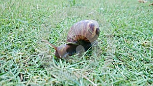 Snails naps on the green grass