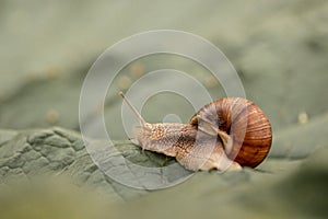 Snails in the nature. Copse snail gliding on the plant in the garden