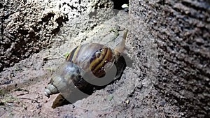 Snails at night. Use a light to look at snails.