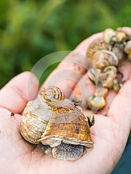 Snails on one hand photo