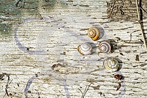 Snails on painted plywood in the forest