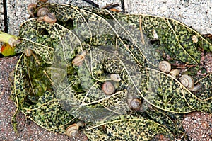 Snails on papaya leaf