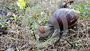 Snails in the park