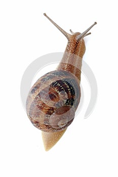 Snails Petit gris (helix aspersa) isolated