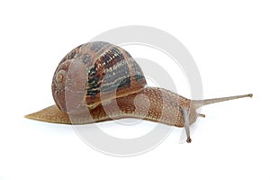 Snails Petit gris (helix aspersa) isolated