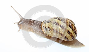 Snails Petit gris (helix aspersa) isolated