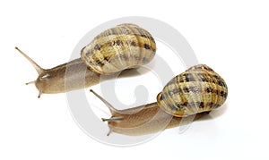 Snails Petit gris (helix aspersa) isolated