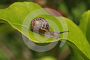 Snails Petit-gris (helix aspersa) on a leaf