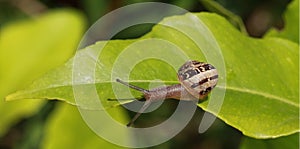 Snails Petit-gris (helix aspersa) on a leaf