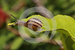 Snails Petit-gris (helix aspersa) on a leaf