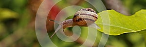 Snails Petit-gris (helix aspersa) on a leaf