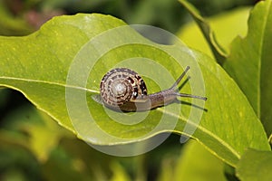 Snails Petit-gris (helix aspersa) on a leaf