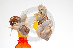 Snails and a plastic water splasher on a white background. Moisture and shellfish life